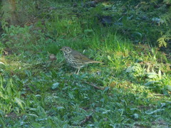Turdus philomelos
