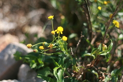 Cineraria saxifraga