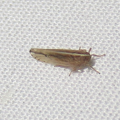 Stenocranus dorsalis