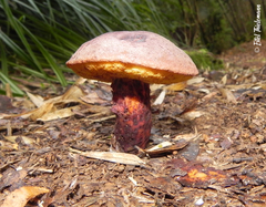 Boletus loyita