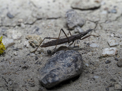 Pygolampis bidentata