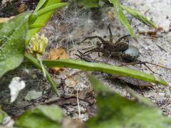 Pygolampis bidentata