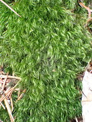 Paraleucobryum longifolium