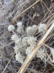 Gomphrena caespitosa