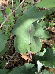 Magnoliopsida