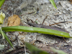 Pygolampis bidentata