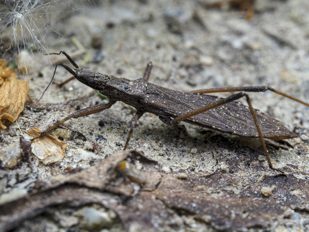 Pygolampis bidentata