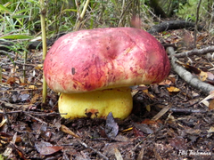 Butyriboletus loyo