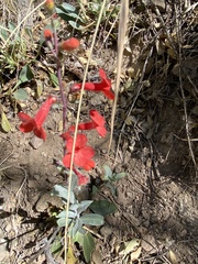 Penstemon superbus
