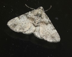 Syneora adelphodes