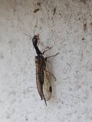 Phaeostigma