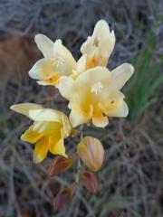 Freesia corymbosa