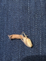 Phelipanche arenaria