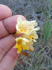 Freesia corymbosa