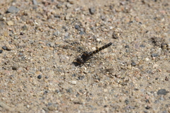 Williamsonia lintneri