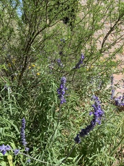 Salvia farinacea