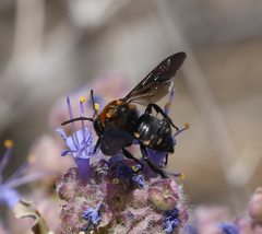 Brachymelecta larreae