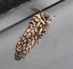 Pararguda diamphidia