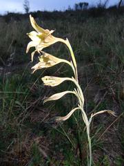 Gladiolus longicollis longicollis
