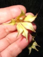 Gladiolus longicollis longicollis