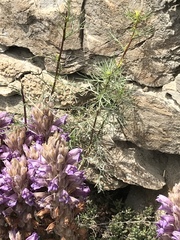 Phelipanche arenaria
