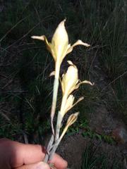 Gladiolus longicollis longicollis