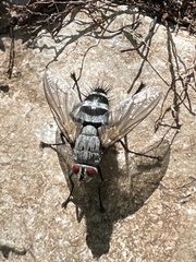 Microphthalma disjuncta