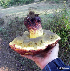 Butyriboletus loyo