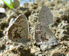 Celastrina asheri