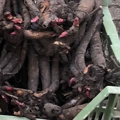 Angiospermae