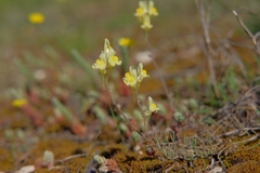Linaria supina