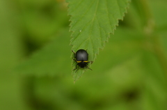 Cosmogramma patricia
