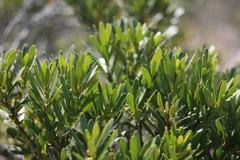 Euclea schimperi daphnoides