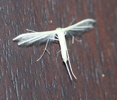 Imbophorus aptalis