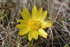 Adonis vernalis