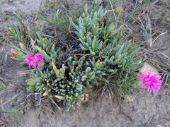Lampranthus spectabilis