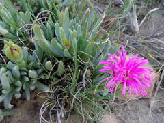 Lampranthus spectabilis