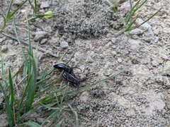 Dorcadion cinerarium