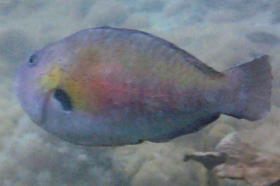 Spinytooth Parrotfish