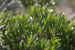 Euclea schimperi daphnoides