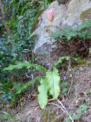 Veltheimia bracteata