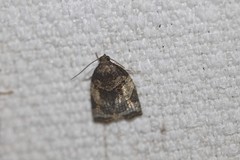 Thrincophora signigerana