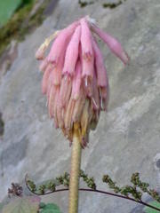 Veltheimia bracteata
