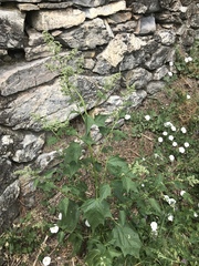 Chenopodiastrum hybridum