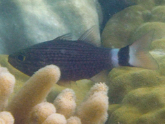 Cheilodipterus arabicus