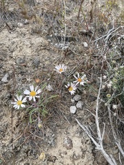 Townsendia florifera