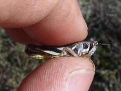 Catantopinae