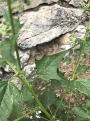 Chenopodiastrum hybridum