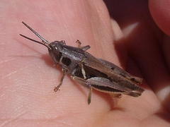 Catantopinae