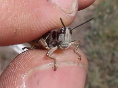 Catantopinae